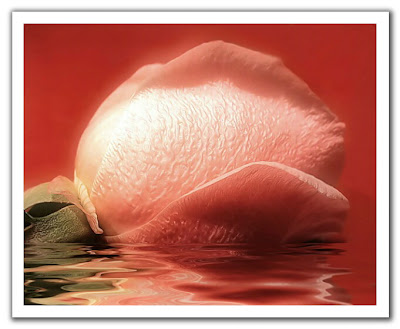 flower rose wallpaper desktop. makeup flower rose wallpaper desktop. rose wallpaper desktop. rose wallpaper