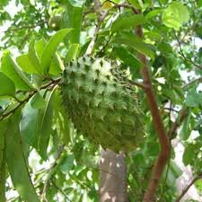 5 benefits of soursop fruit