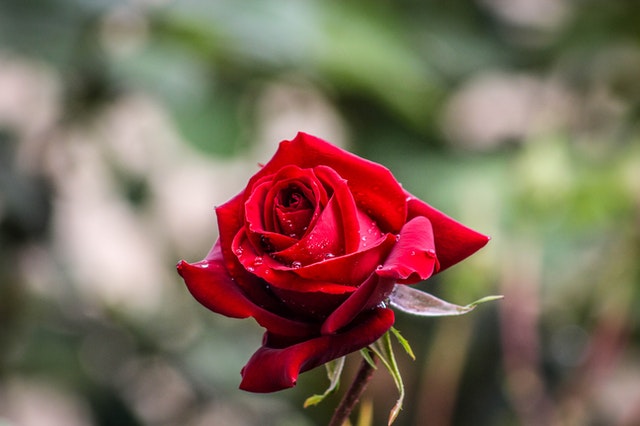 HAPPY ROSE DAY, ROSE DAY, ROSE DAY IMAGES DOWNLOAD