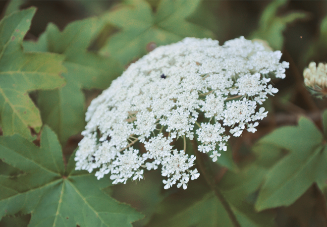 The Flying Clubhouse: June Dreams // queen anne's lace