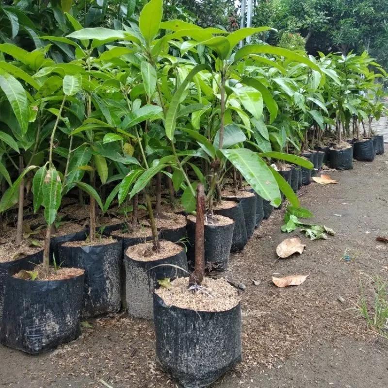 bibit pohon mangga dimensi cocok buat koleksi kebun Sumatra Barat