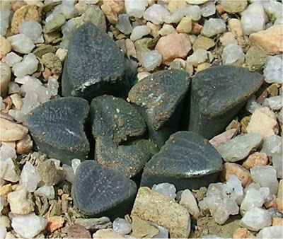 Haworthia bruynsii