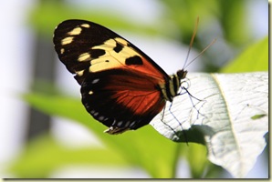 Mariposario 137
