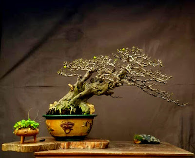 Inspirasi Bonsai Gulo Gumantung