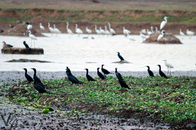 Cormorants with egrets in background