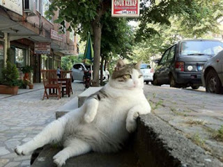 like a boss cat