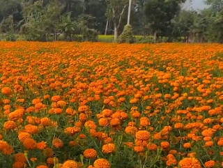 গাঁদা ফুলের বাগান