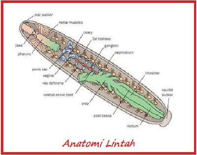 Anatomi Lintah
