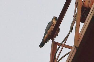 "A Peregrine Falcon (Shaheen), scientifically known as Falco peregrinus, perched on a radio tower, characterised by its sleek, grayish-brown feathers and powerful wings."