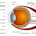 Percobaan Iris (Pupil) Mata