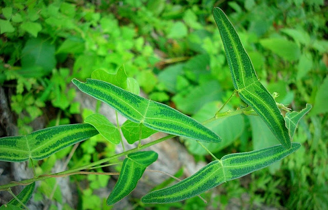 Pokok Rerama Daun Hijau Berbelang