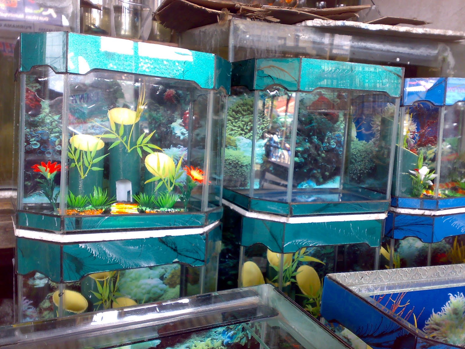  Pusat  aquarium dan ikan  hias Model Aquarium Hiasan 