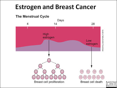 Hubungan Kanker Payudara dan Estrogen