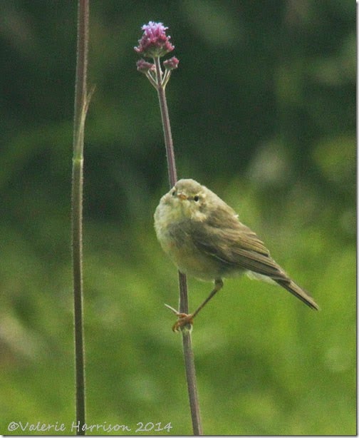 warbler