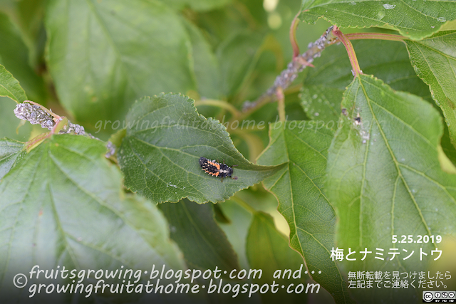 梅の木と益虫のテントウムシの幼虫、害虫のアブラムシ