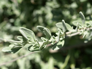 Sauge à feuilles de Germandrée - Salvia chamaedryoides