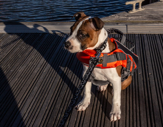 Photo of Ruby out on the pontoons in her lifejacket