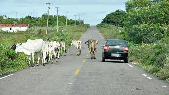 estado indenizar vitimas acidente animais direito