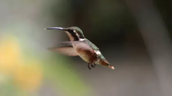 Smallest migrating bird