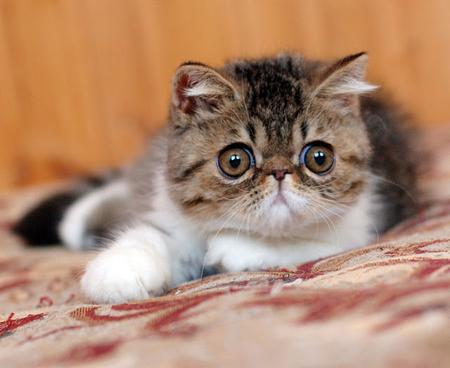 Very Cute Exotic Shorthair  Cat Photos