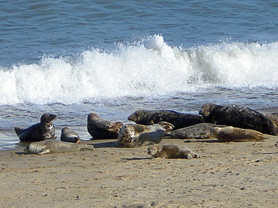 Seals at Winterton Ness
