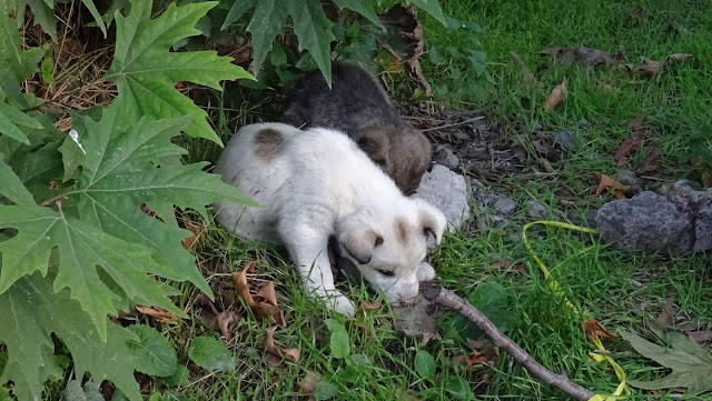 Klimakiller Hund: CO2-Ausstoß und Klimabedrohung