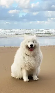 Samoyed