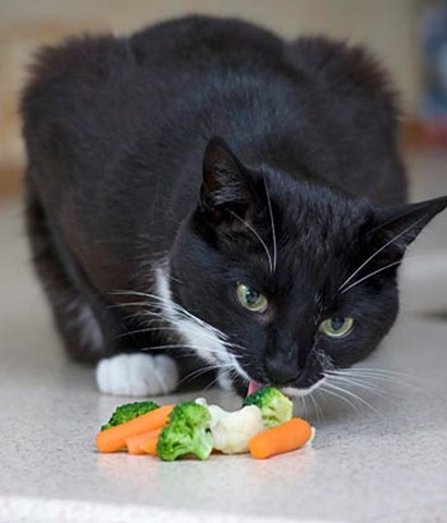 swns_masons_veggie_cat_02_090414_ssv