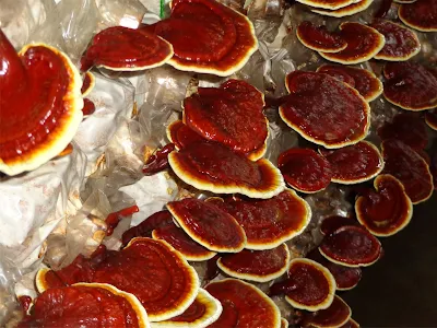 How do I cultivate ganoderma mushrooms in India?