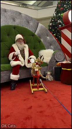Xmas Cat GIF • Funny reindeer cat met the real Santa Claus and he's coming on his sleigh! [ok-cats.com]