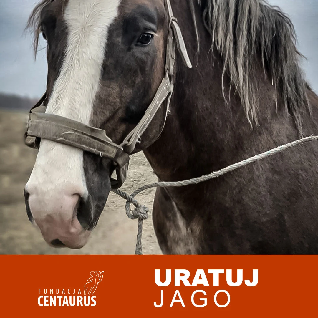 Jago - koń, który potrzebuje naszej pomocy
