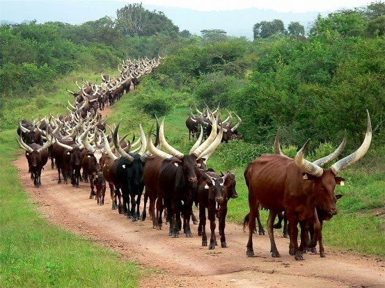 Hasil gambar untuk sapi tanduk terpanjang