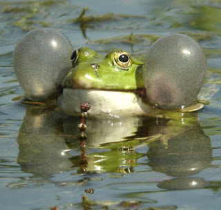 marsh frog