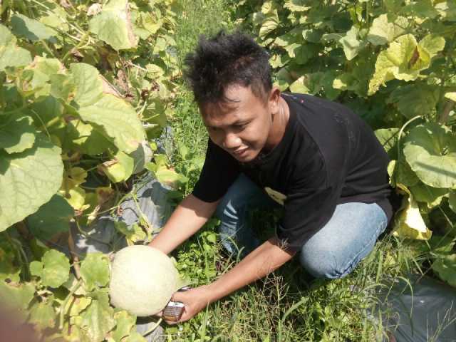 Buah Melon