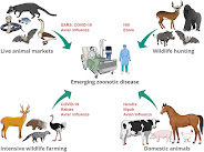 The image shows a diagram that connects different animals to people in a hospital bed. Arrows connect animals to viruses, and viruses to people. The text in the diagram describes the various factors that contribute to the emergence of zoonotic diseases, including live animal markets, hunting of wild animals, intensive breeding of wild animals and domestic animals.