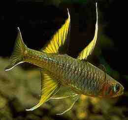 Signifer Rainbowfish Sale