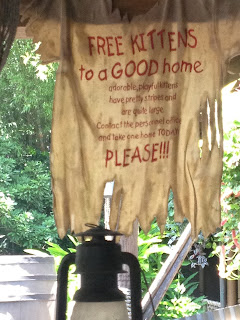 Free Kittens Queue Line Jungle Cruise Magic Kingdom