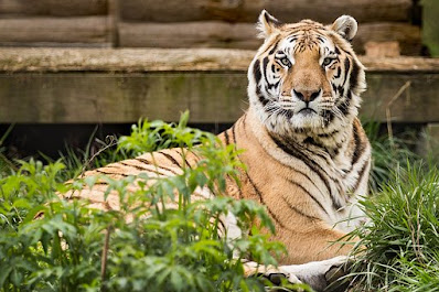 arti mimpi melihat harimau/ macan