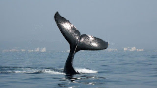 Avistamiento de Ballenas en Puerto Vallarta