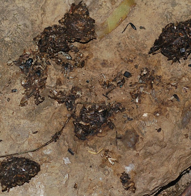 Raccoon scat on a rock