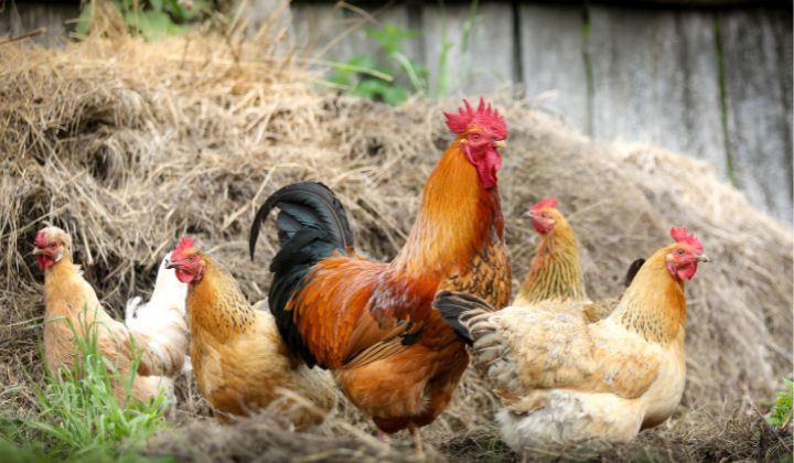 Poultry Farm Workers in Australia