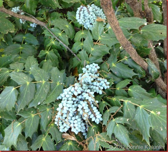 belmontnc2012 038