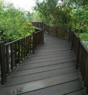 Hutan Mangrove Surbaya