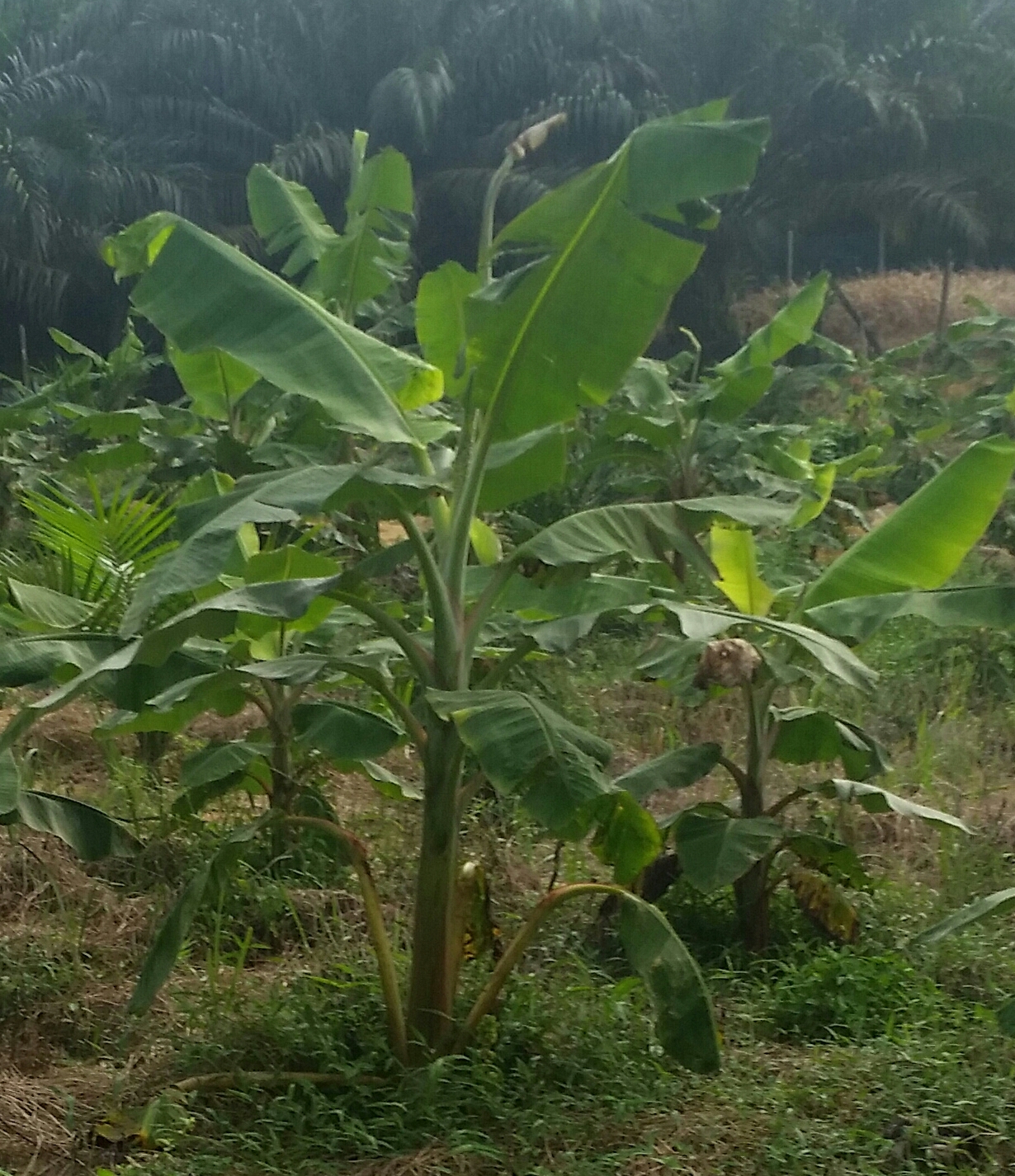 Warisan Petani Tanaman  Pisang  3 Pokok Pisang  Tanduk  