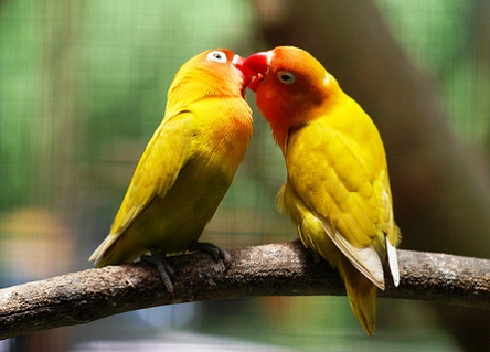 perbedaan lovebird jantan dan betina saat birahi,perbedaan lovebird jantan dan betina anakan,perbedaan lovebird pastel kuning dan lutino,perbedaan lovebird jantan dan betina om kicau,