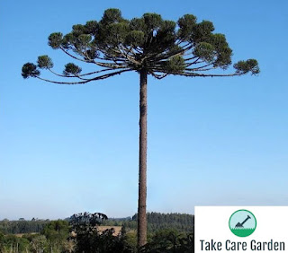 Araucaria angustifolia: o pinheiro brasileiro ameaçado de extinção