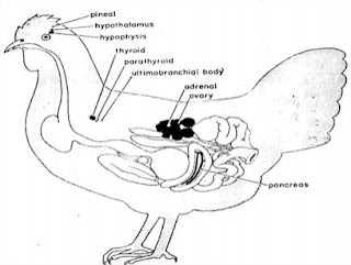 Jenis dan Fungsi Hormon pada Unggas