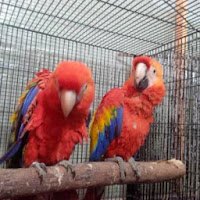 Harga African Grey Terbaru 2015