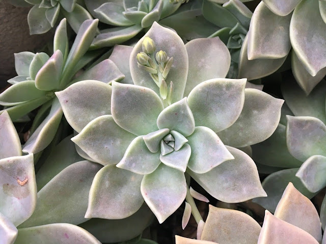 Planta-Fantasma (Graptopetalum paraguayense)