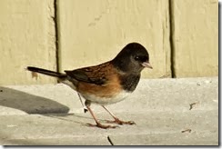lopez junco 100913 00001